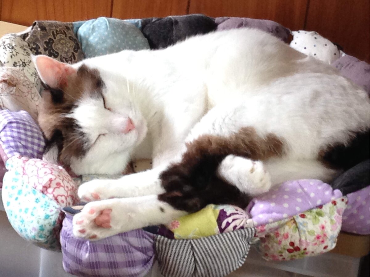 猫ベッド/ペット